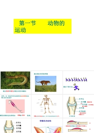 八年级生物上册 9.1 动物的运动教学课件 （新版）北京版-北京级上册生物课件