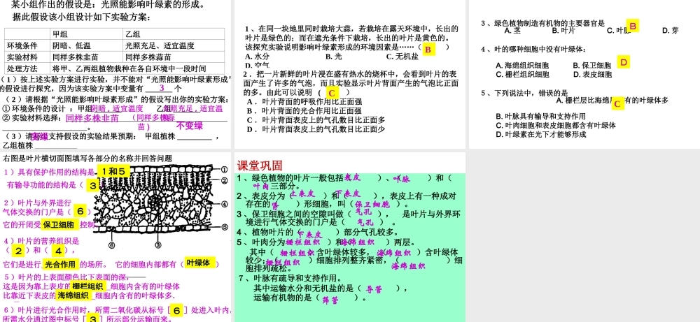 八年级生物上册 第3章 第三节 光合作用的场所课件 （新版）冀教版-（新版）冀教级上册生物课件