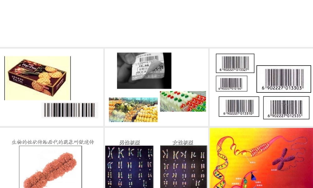 八年级生物上册 DNA是主要的遗传物质课件 苏教版