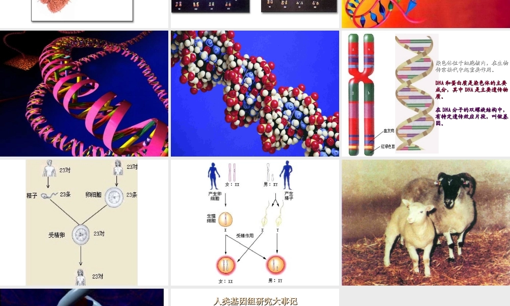 八年级生物上册 DNA是主要的遗传物质课件 苏教版