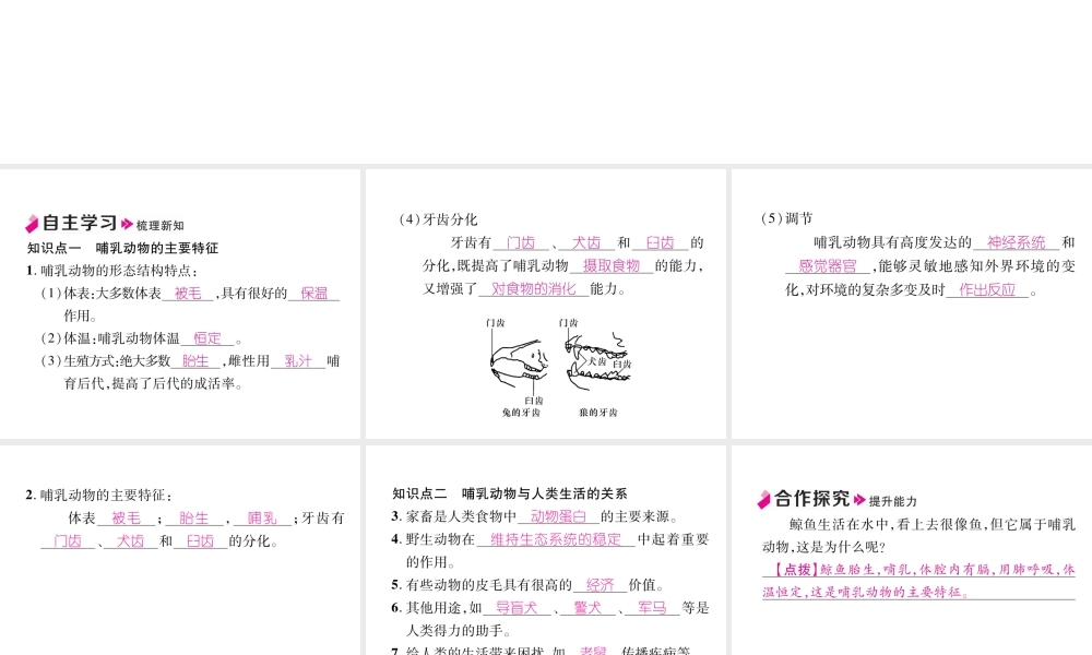 八年级生物上册 5.1.7 哺乳动物作业课件 （新版）新人教版-（新版）新人教版初中八年级上册生物课件