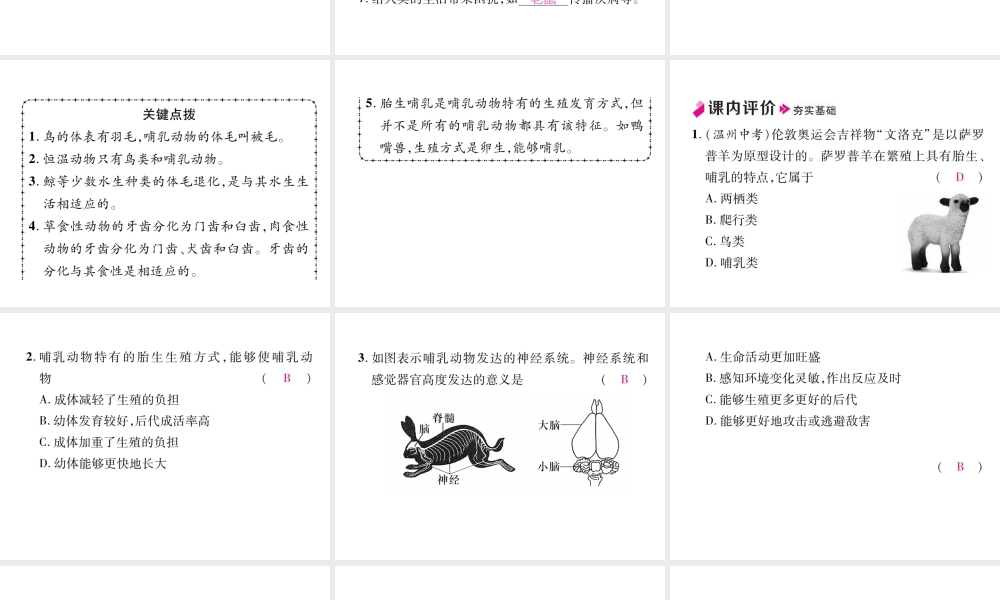 八年级生物上册 5.1.7 哺乳动物作业课件 （新版）新人教版-（新版）新人教版初中八年级上册生物课件