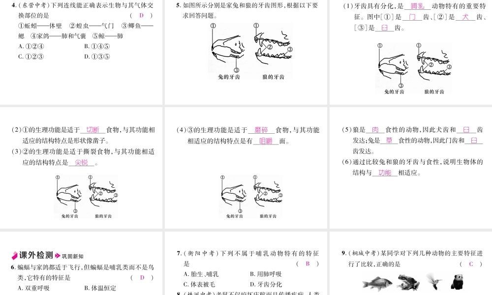 八年级生物上册 5.1.7 哺乳动物作业课件 （新版）新人教版-（新版）新人教版初中八年级上册生物课件