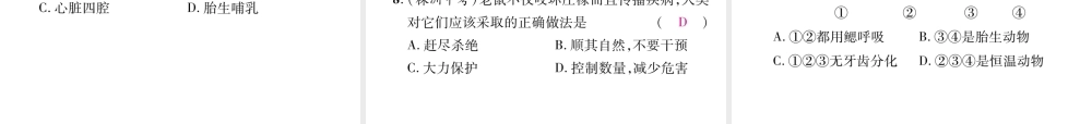 八年级生物上册 5.1.7 哺乳动物作业课件 （新版）新人教版-（新版）新人教版初中八年级上册生物课件