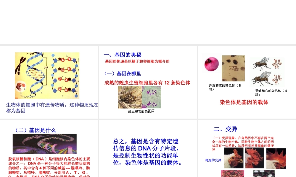 八年级生物上册 八年级生物上册 第二节生物的遗传物质课件 北京版