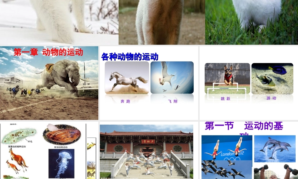 八年级生物上册 第4单元 第1章 第1节 运动的基础课件 （新版）冀教版-（新版）冀教版初中八年级上册生物课件