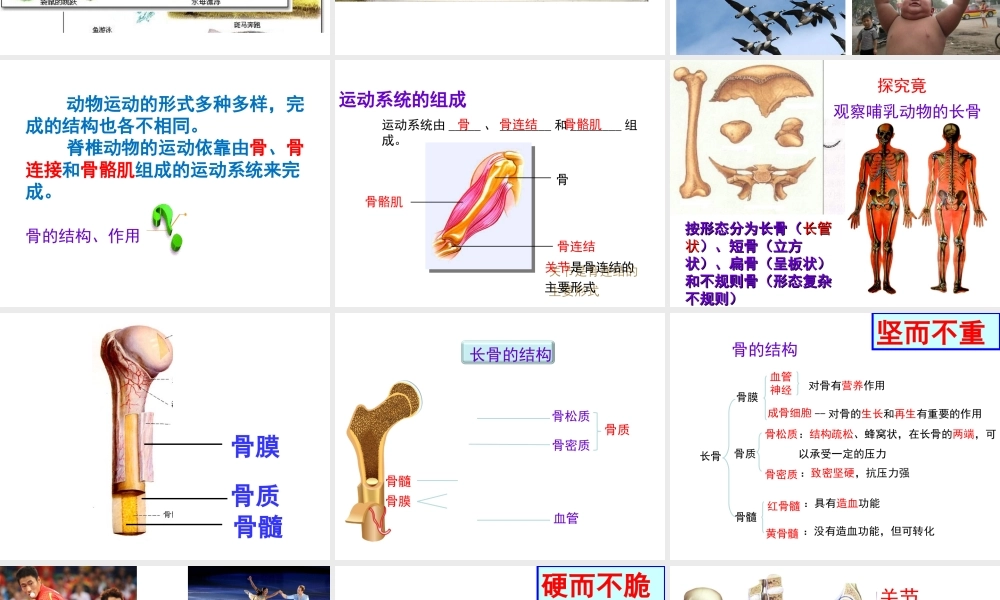 八年级生物上册 第4单元 第1章 第1节 运动的基础课件 （新版）冀教版-（新版）冀教版初中八年级上册生物课件