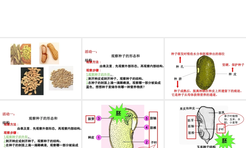 八年级生物上册 八年级生物上册 植物的生长和发育课件 北京版