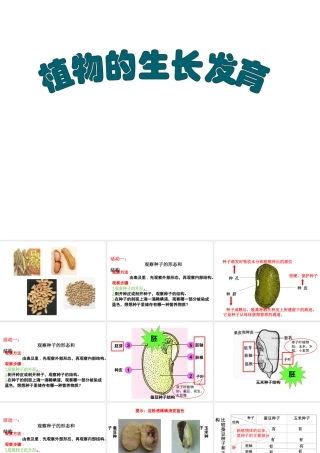 八年级生物上册 八年级生物上册 植物的生长和发育课件 北京版