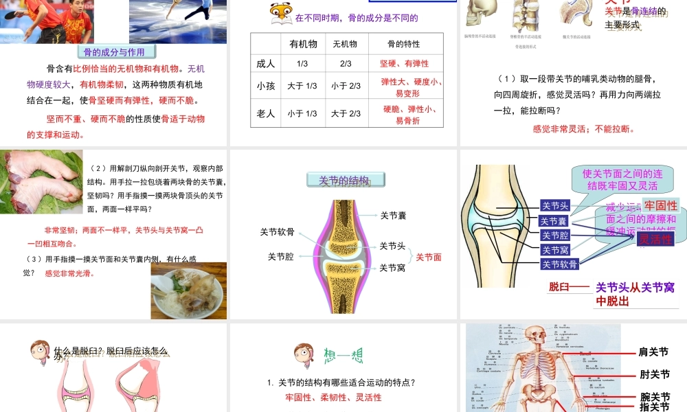 八年级生物上册 第4单元 第1章 第1节 运动的基础课件 （新版）冀教版-（新版）冀教级上册生物课件
