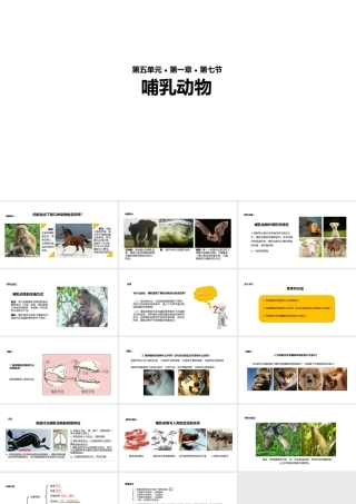 八年级生物上册 5.1.7《哺乳动物》教学课件 （新版）新人教版-（新版）新人教版初中八年级上册生物课件
