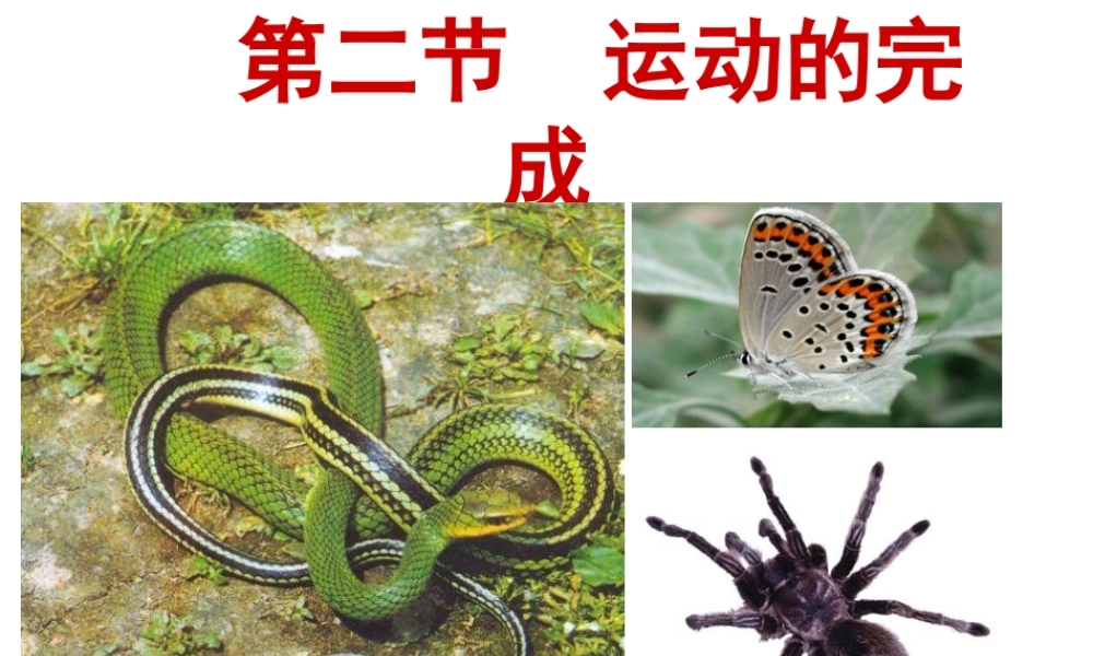 八年级生物上册 第4单元 第1章 第2节 运动完成课件 （新版）冀教版-（新版）冀教版初中八年级上册生物课件