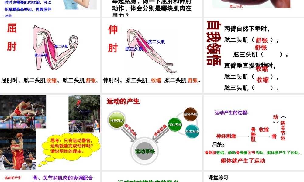 八年级生物上册 第4单元 第1章 第2节 运动完成课件 （新版）冀教版-（新版）冀教版初中八年级上册生物课件