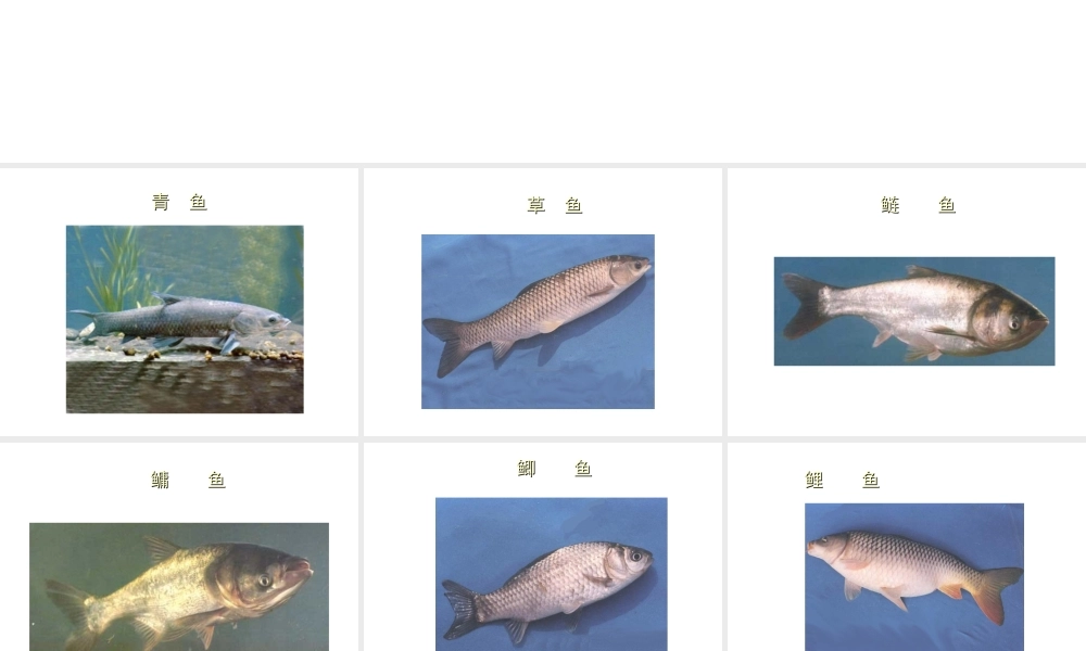 八年级生物上册 常见的淡水鱼类课件 人教新课标版