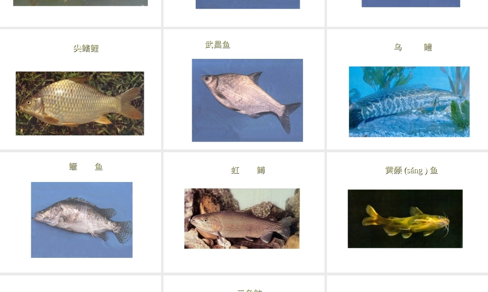 八年级生物上册 常见的淡水鱼类课件 人教新课标版