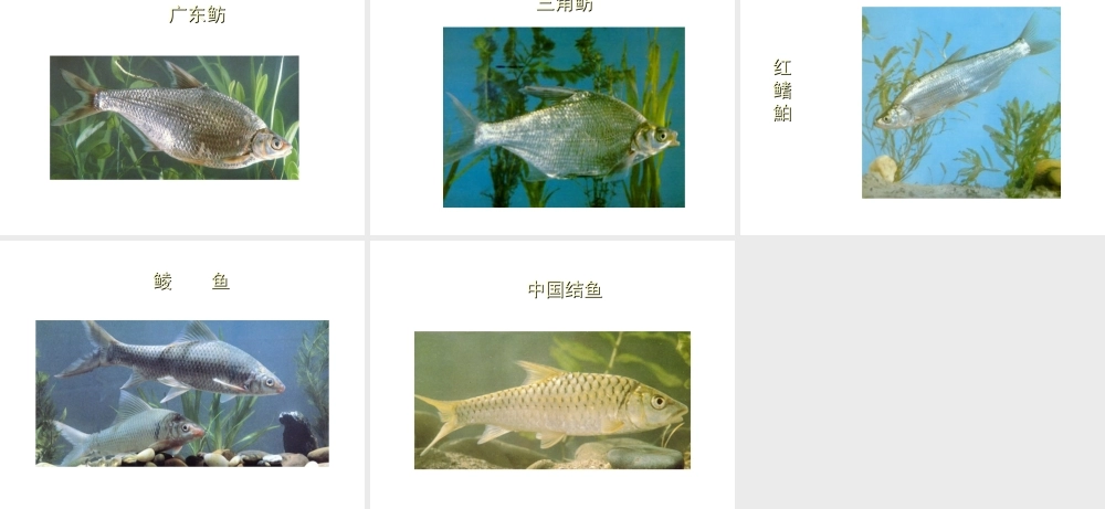 八年级生物上册 常见的淡水鱼类课件 人教新课标版