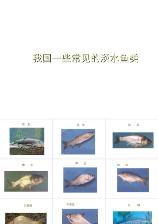八年级生物上册 常见的淡水鱼类课件 人教新课标版