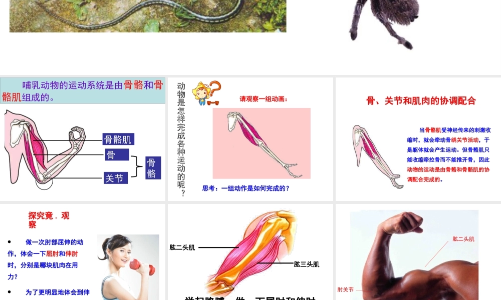 八年级生物上册 第4单元 第1章 第2节 运动完成课件 （新版）冀教版-（新版）冀教级上册生物课件