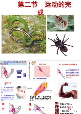 八年级生物上册 第4单元 第1章 第2节 运动完成课件 （新版）冀教版-（新版）冀教级上册生物课件
