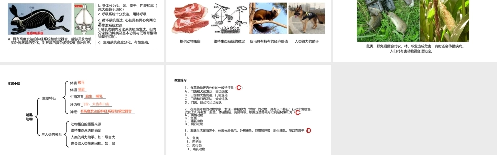 八年级生物上册 5.1.7《哺乳动物》教学课件 （新版）新人教版-（新版）新人教级上册生物课件