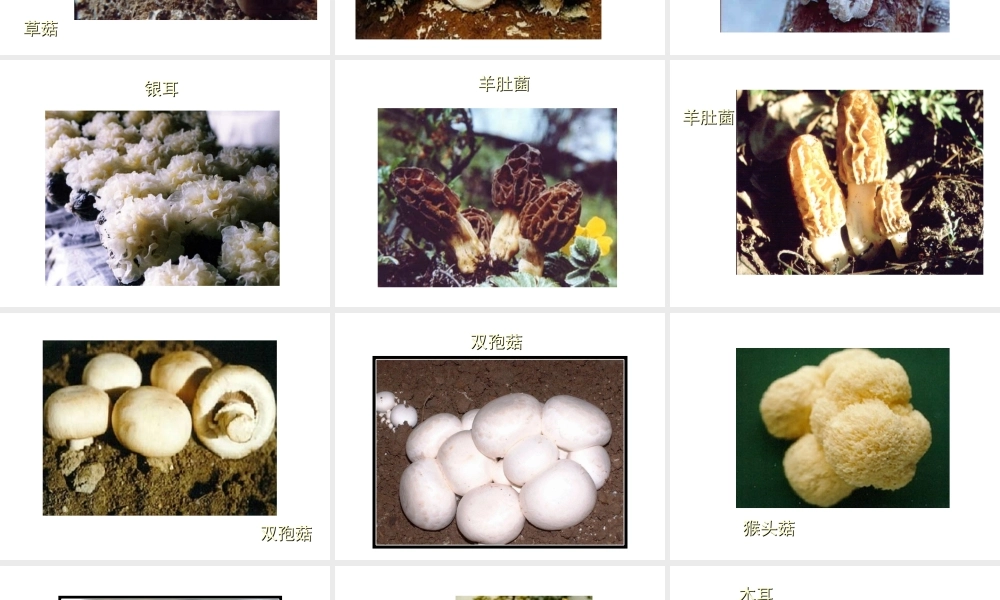 八年级生物上册 常见的食用蘑菇课件 人教新课标版