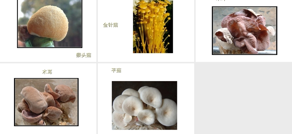 八年级生物上册 常见的食用蘑菇课件 人教新课标版