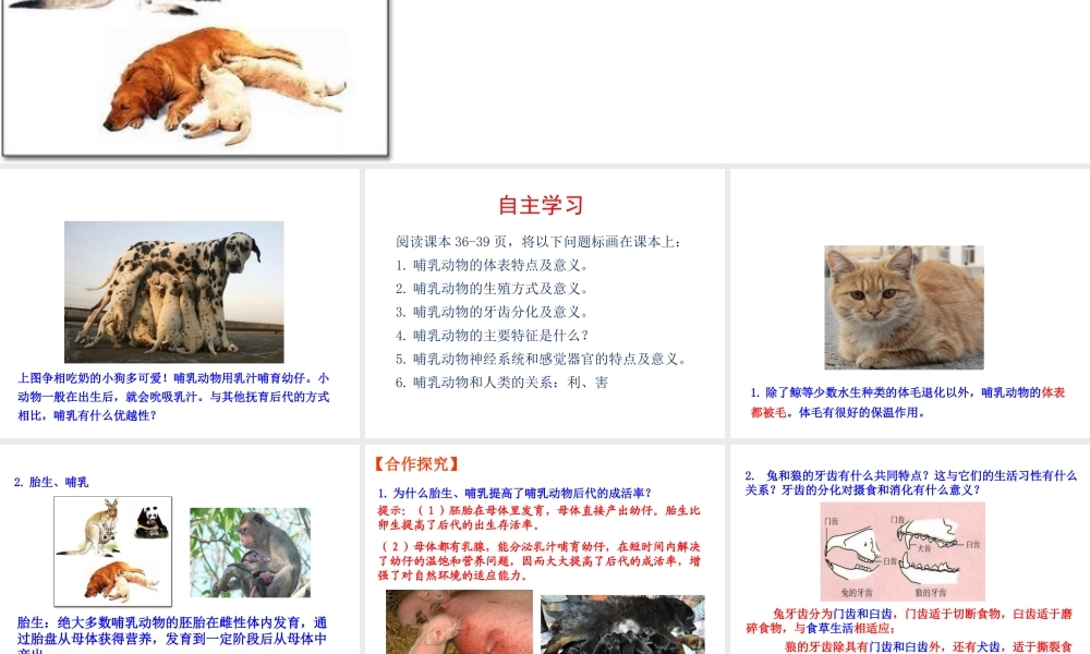 八年级生物上册 5.1.7《哺乳动物》课件 （新版）新人教版-（新版）新人教版初中八年级上册生物课件