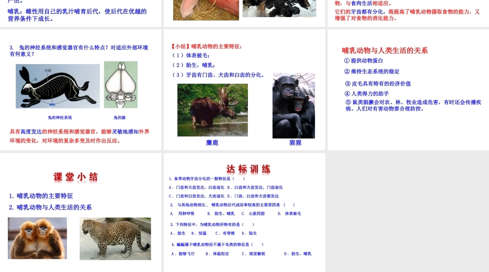 八年级生物上册 5.1.7《哺乳动物》课件 （新版）新人教版-（新版）新人教版初中八年级上册生物课件