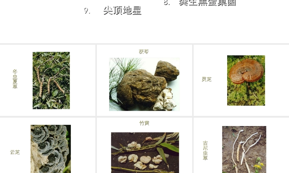 八年级生物上册 常见的药用蘑菇课件 人教新课标版