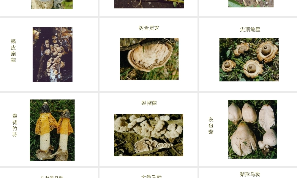 八年级生物上册 常见的药用蘑菇课件 人教新课标版