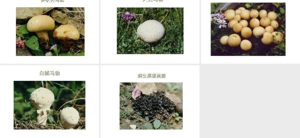 八年级生物上册 常见的药用蘑菇课件 人教新课标版