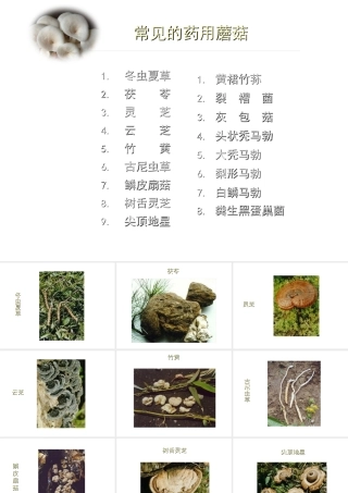 八年级生物上册 常见的药用蘑菇课件 人教新课标版