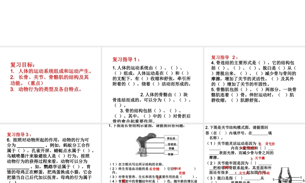 八年级生物上册 期中复习（三）第17章 动物的运动与行为课件 （新版）苏科版-（新版）苏科版初中八年级上册生物课件