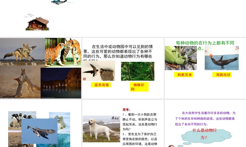 八年级生物上册 第4单元 第2章 第1节 运动行为的特点课件 （新版）冀教版-（新版）冀教级上册生物课件