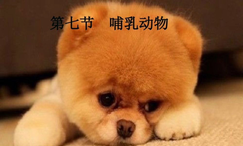 八年级生物上册 5.1.7《哺乳动物》课件1 （新版）新人教版-（新版）新人教版初中八年级上册生物课件