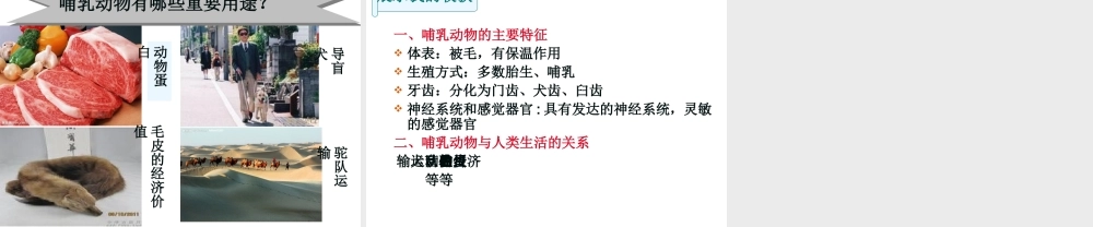 八年级生物上册 5.1.7《哺乳动物》课件1 （新版）新人教版-（新版）新人教版初中八年级上册生物课件