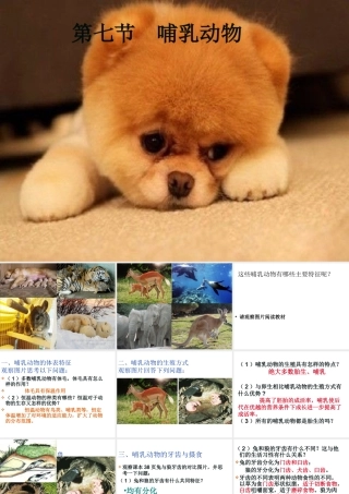 八年级生物上册 5.1.7《哺乳动物》课件1 （新版）新人教版-（新版）新人教版初中八年级上册生物课件