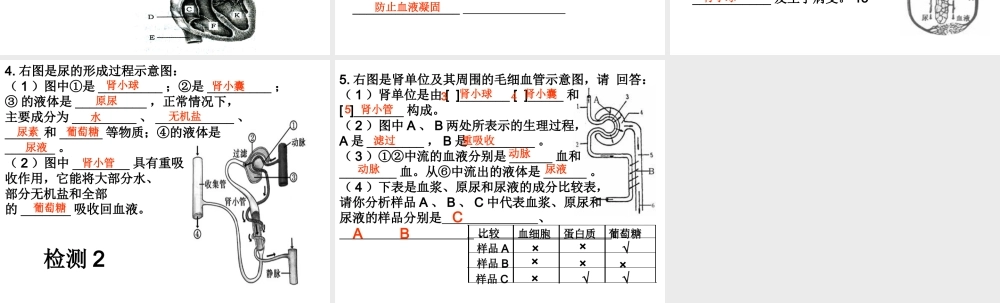 八年级生物上册 期中复习（一）第15章 人体内平衡的维持课件 （新版）苏科版-（新版）苏科级上册生物课件