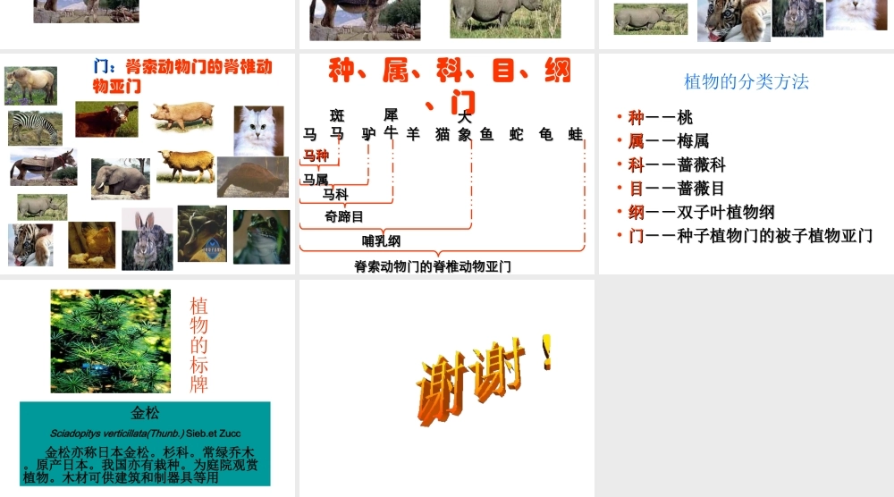 八年级生物上册 从种到界2课件 人教新课标版