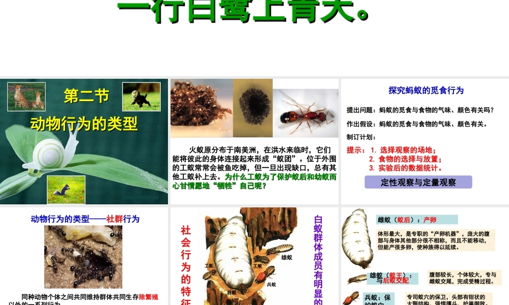 八年级生物上册 第4单元 第2章 第2节 运动行为的类型课件 （新版）冀教版-（新版）冀教版初中八年级上册生物课件