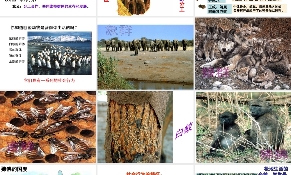 八年级生物上册 第4单元 第2章 第2节 运动行为的类型课件 （新版）冀教版-（新版）冀教版初中八年级上册生物课件