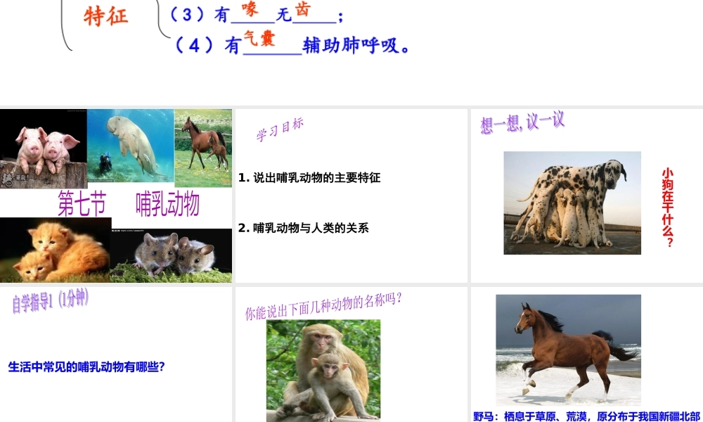 八年级生物上册 5.1.7《哺乳动物》课件3 （新版）新人教版-（新版）新人教版初中八年级上册生物课件