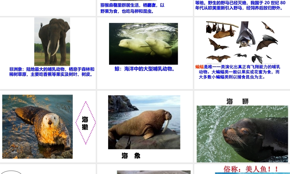八年级生物上册 5.1.7《哺乳动物》课件3 （新版）新人教版-（新版）新人教版初中八年级上册生物课件