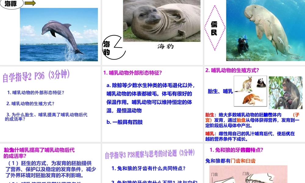 八年级生物上册 5.1.7《哺乳动物》课件3 （新版）新人教版-（新版）新人教版初中八年级上册生物课件