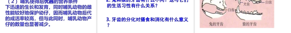 八年级生物上册 5.1.7《哺乳动物》课件3 （新版）新人教版-（新版）新人教版初中八年级上册生物课件