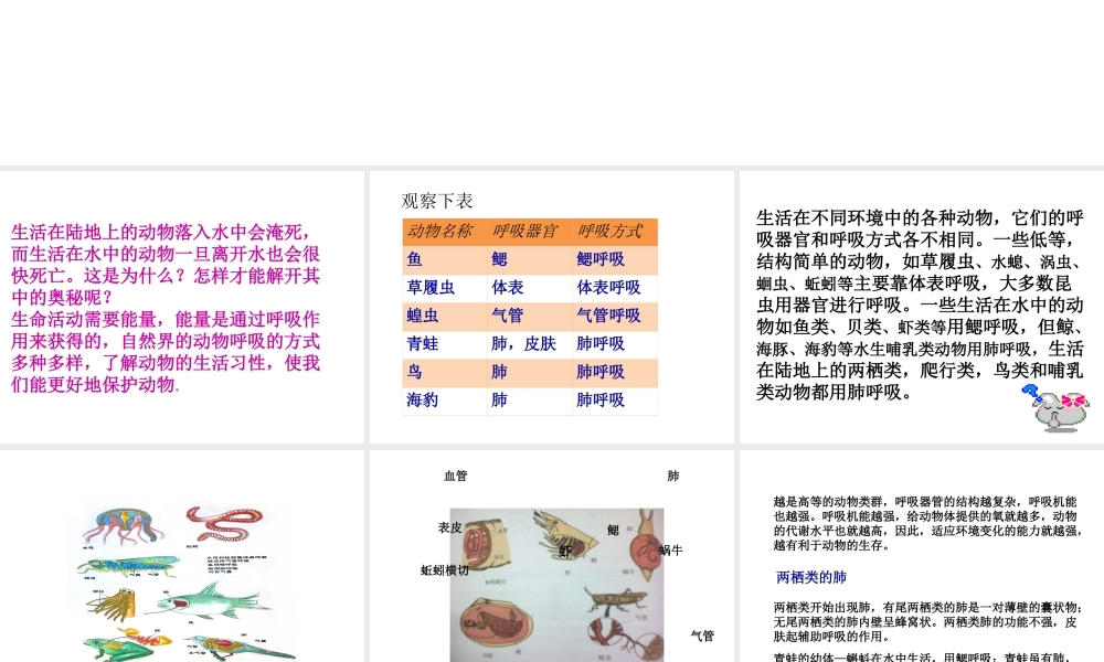 八年级生物上册 动物的呼吸与饲养密度课件 冀教版