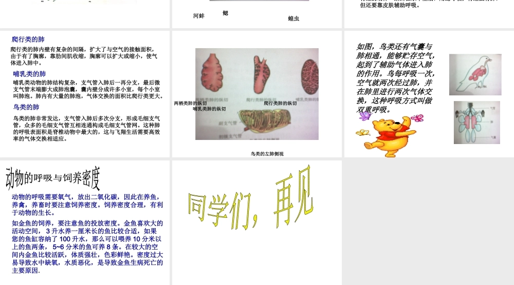 八年级生物上册 动物的呼吸与饲养密度课件 冀教版