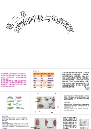 八年级生物上册 动物的呼吸与饲养密度课件 冀教版