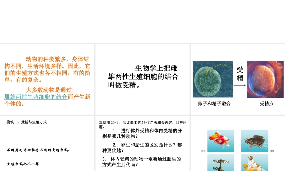 八年级生物上册 动物的生殖课件 苏科版