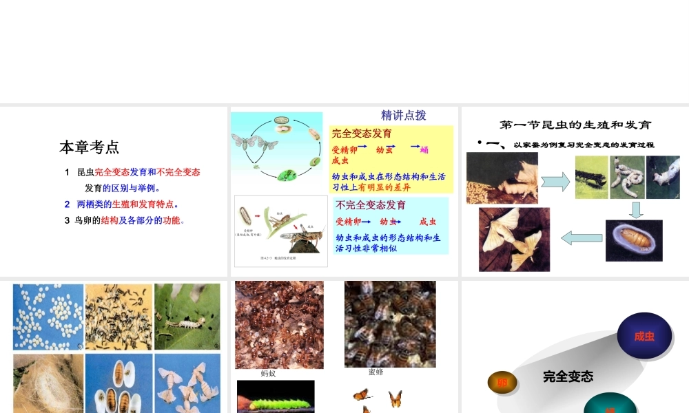 八年级生物上册 第4单元 第2章 动物的生殖和发育课件 （新版）济南版-（新版）济南级上册生物课件